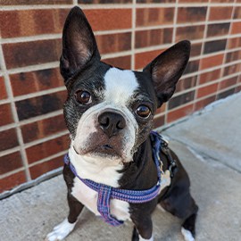 A small black and white dog wearing a purple harness standing next to a brick wall.