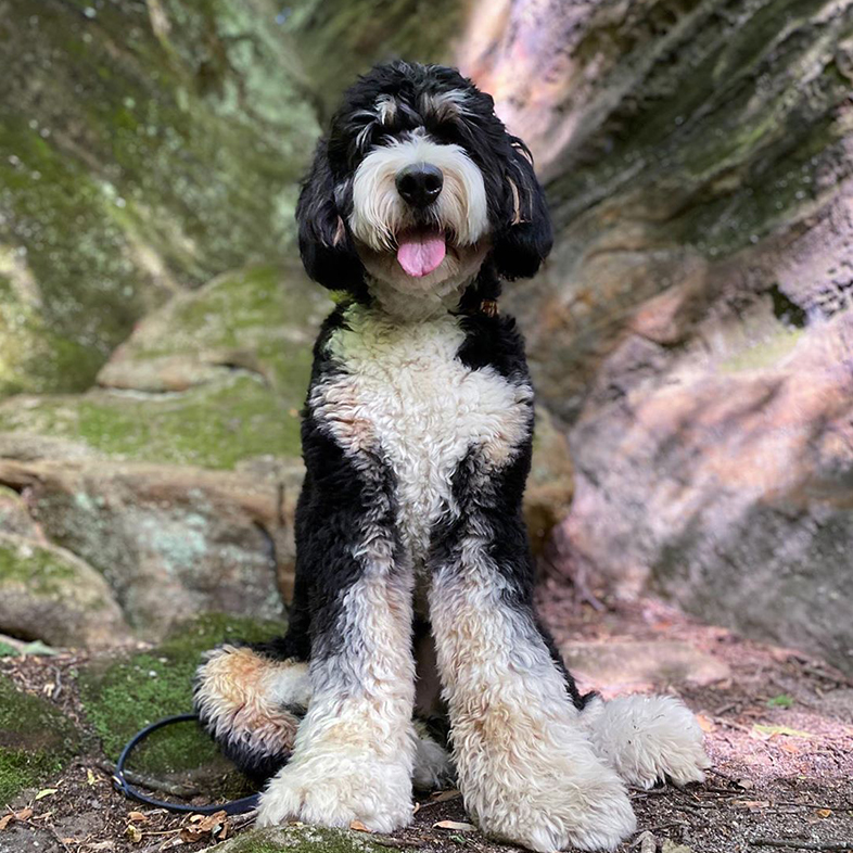 Bernedoodle in a Forest | Taste of the Wild