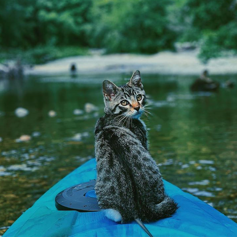 Cat on a Kayak | Taste of the Wild