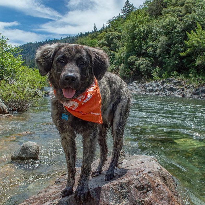 Dog at the River | Taste of the Wild