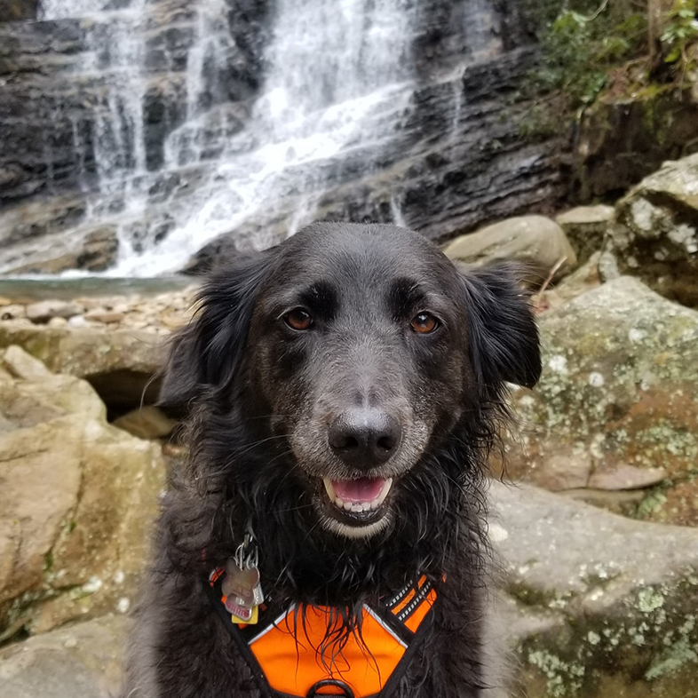 Dog in Front of a Waterfall | Taste of the Wild