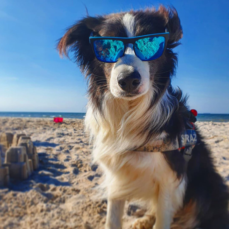 Dog on the Beach Wearing Sunglasses | Taste of the Wild