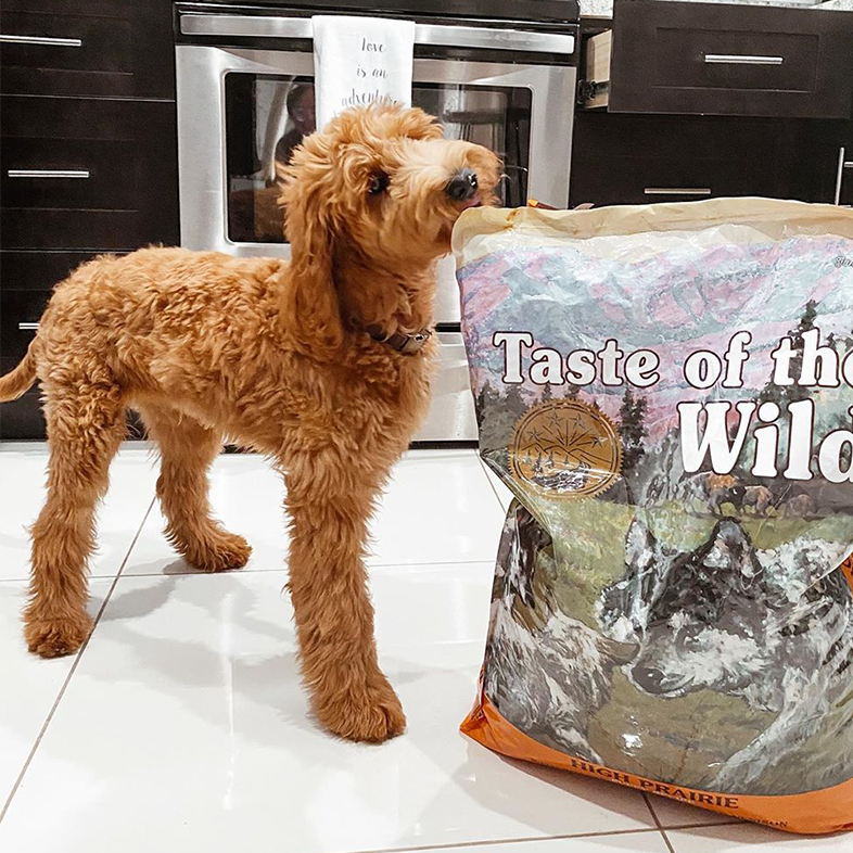 Goldendoodle with Bag of Dog Food | Taste of the Wild