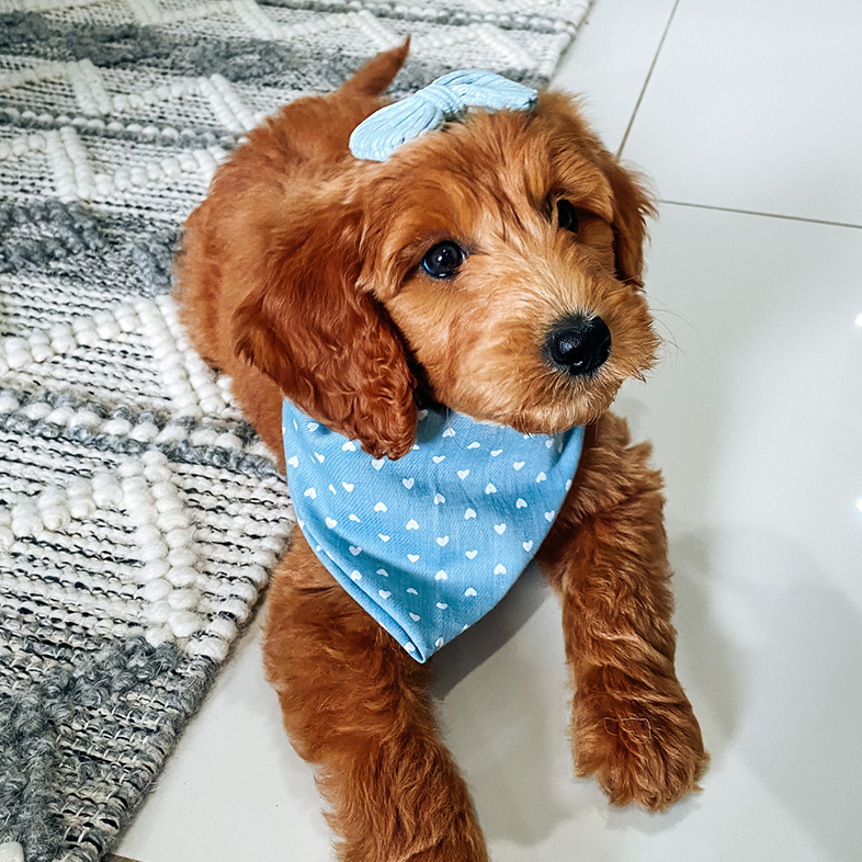 Goldendoodle with a Bandana and Bow | Taste of the Wild
