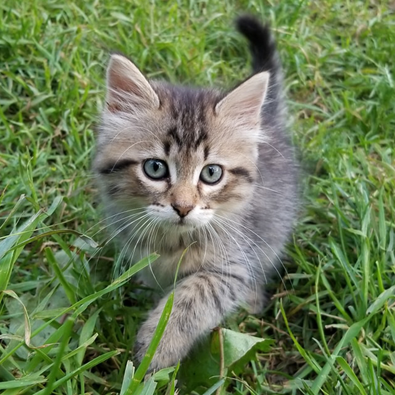 Kitten in the Grass | Taste of the Wild