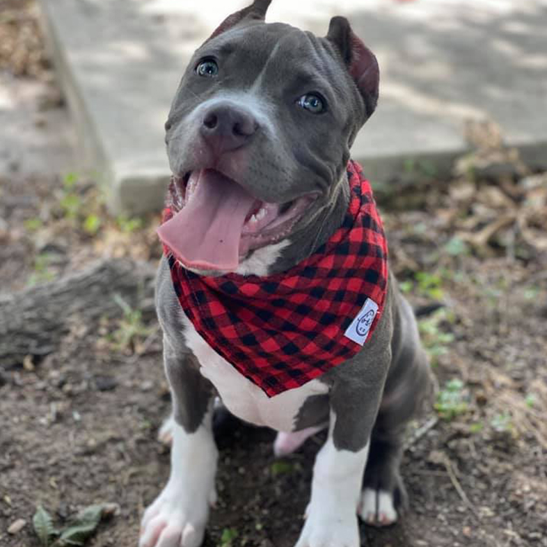 Pit Bull Puppy with Plaid Bandana | Taste of the Wild