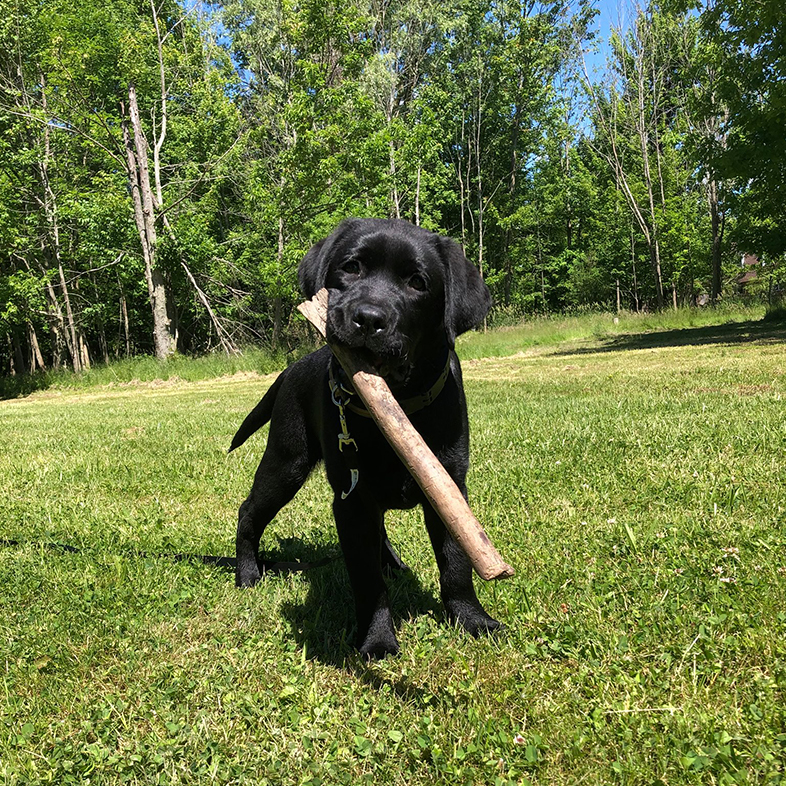 Puppy with Stick in Mouth | Taste of the Wild