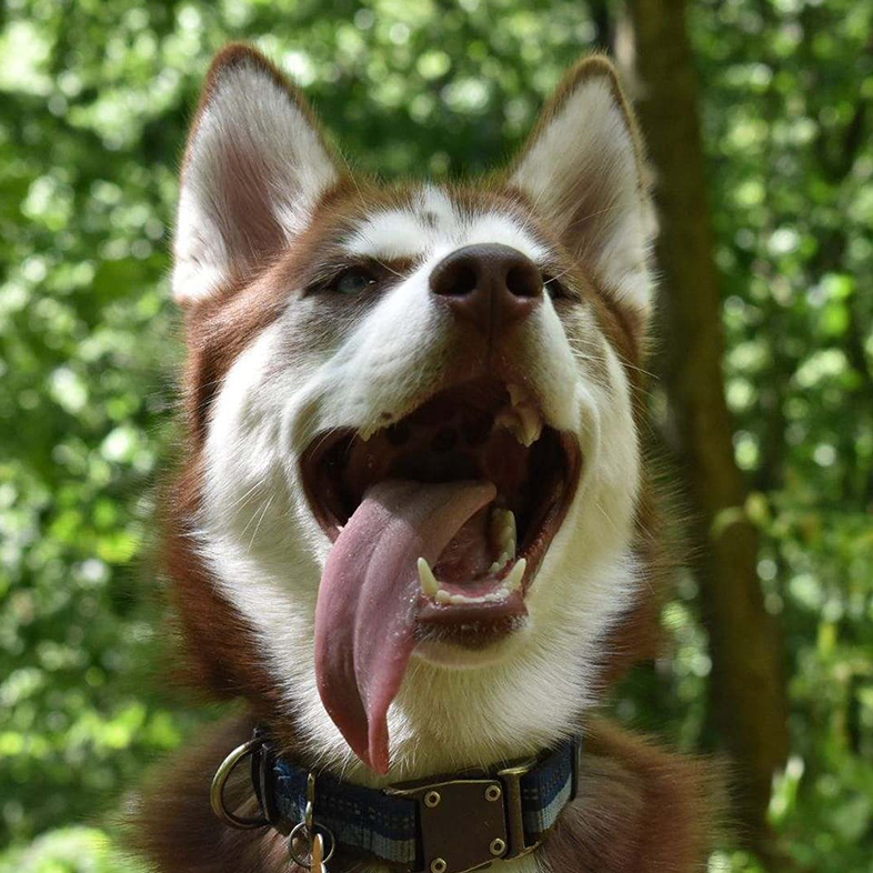 Siberian Husky in Forest with Tongue Out | Taste of the Wild