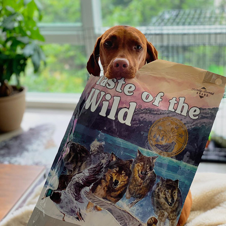 Viszla Dog Posing with Taste of the Wild Bag | Taste of the Wild
