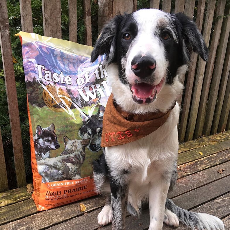 Aussie Dog Posing with Taste of the Wild Bag | Taste of the Wild