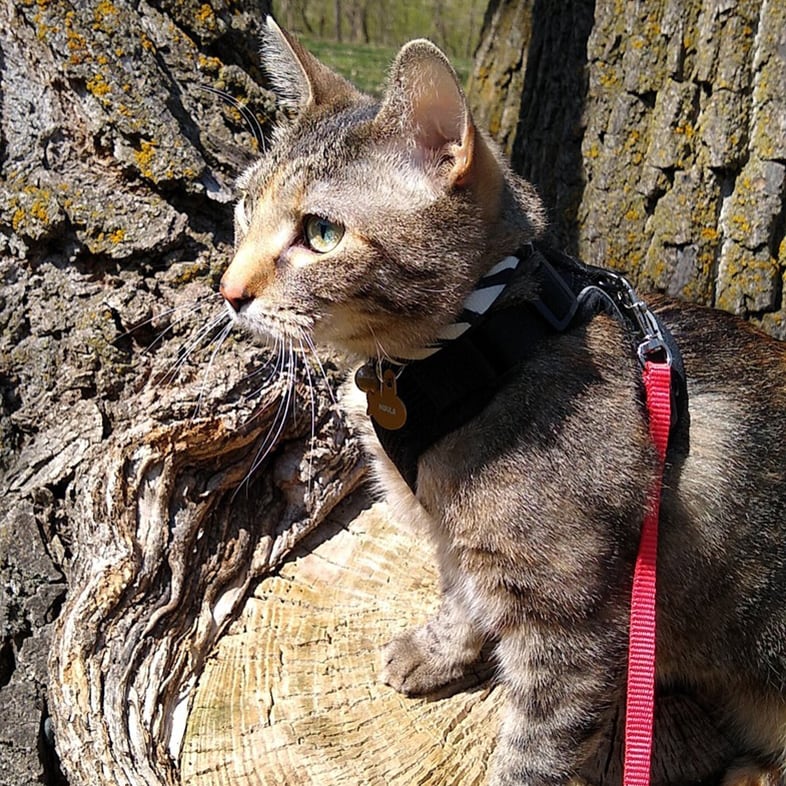 Cat Wearing Leash Sitting on Tree | Taste of the Wild