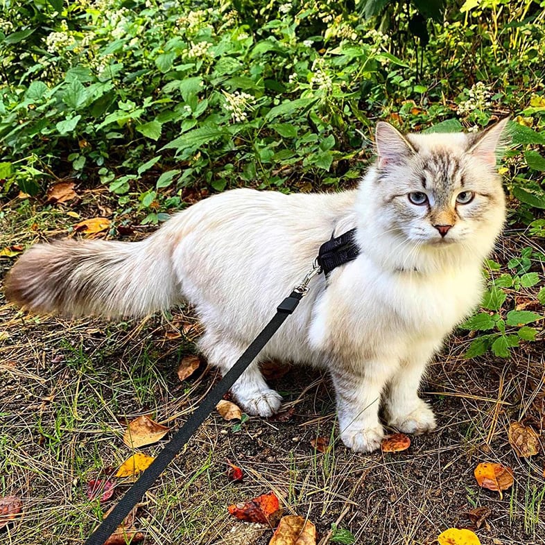 Cat With A Leash Walking Outdoors | Taste of the Wild