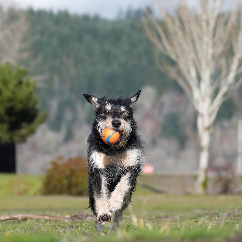 Dog Running With Ball In Mouth | Taste of the Wild