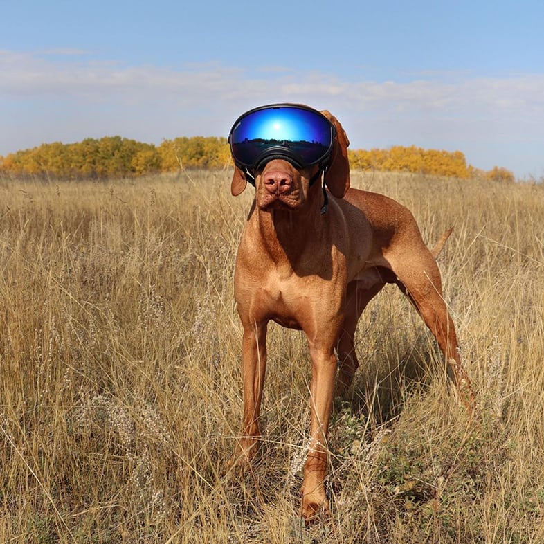 Dog Wearing Ski Goggles | Taste of the Wild