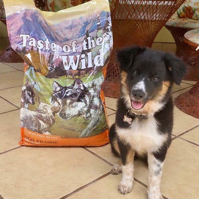 Border Collie Dog Posing With Taste of the Wild Dog Food Bag | Taste of the Wild