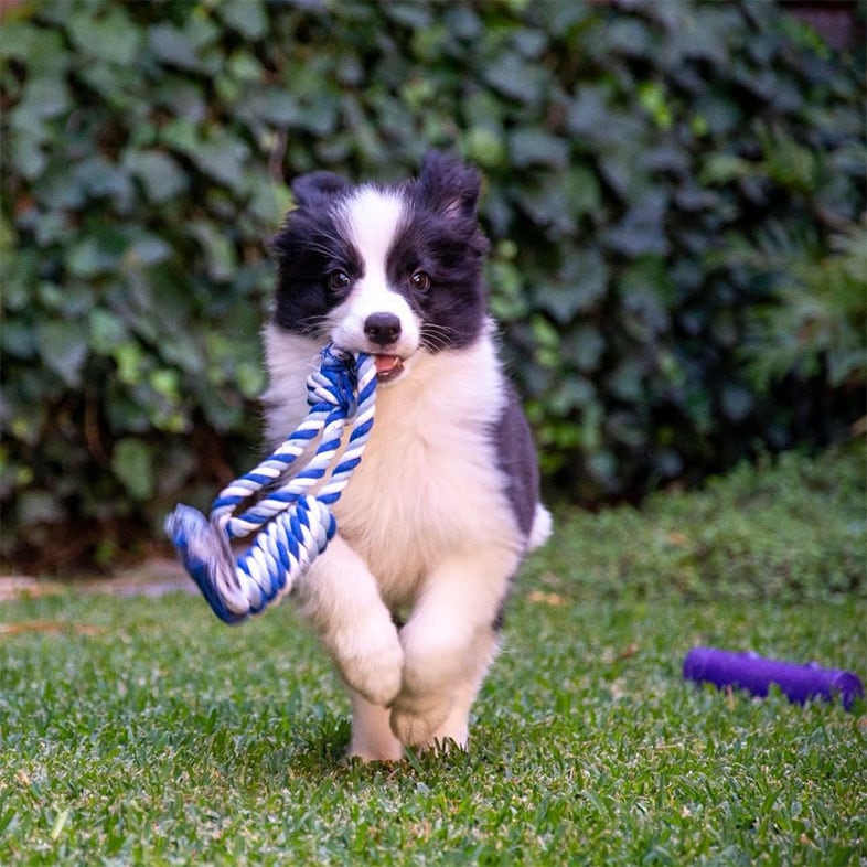Border Collie Dog Running with Rope Toy in Mouth | Taste of the Wild