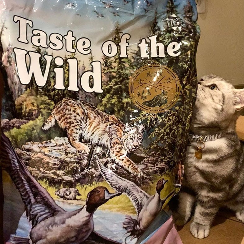 Cat Looking at Taste of the Wild Cat Food Bag | Taste of the Wild