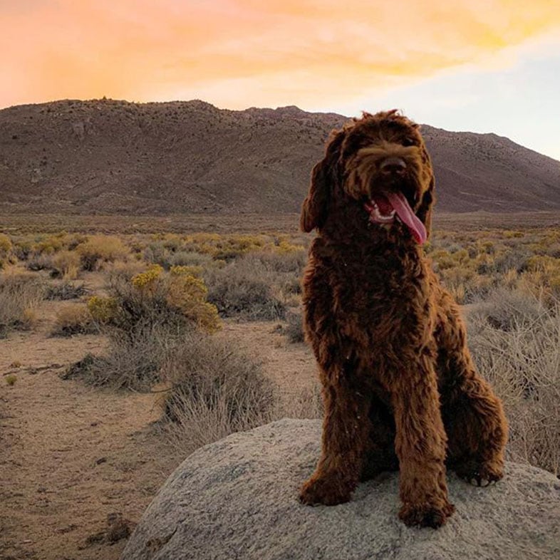 Chocolate Australian Labradoodle Dog Standing on a Rock | Taste of the Wild