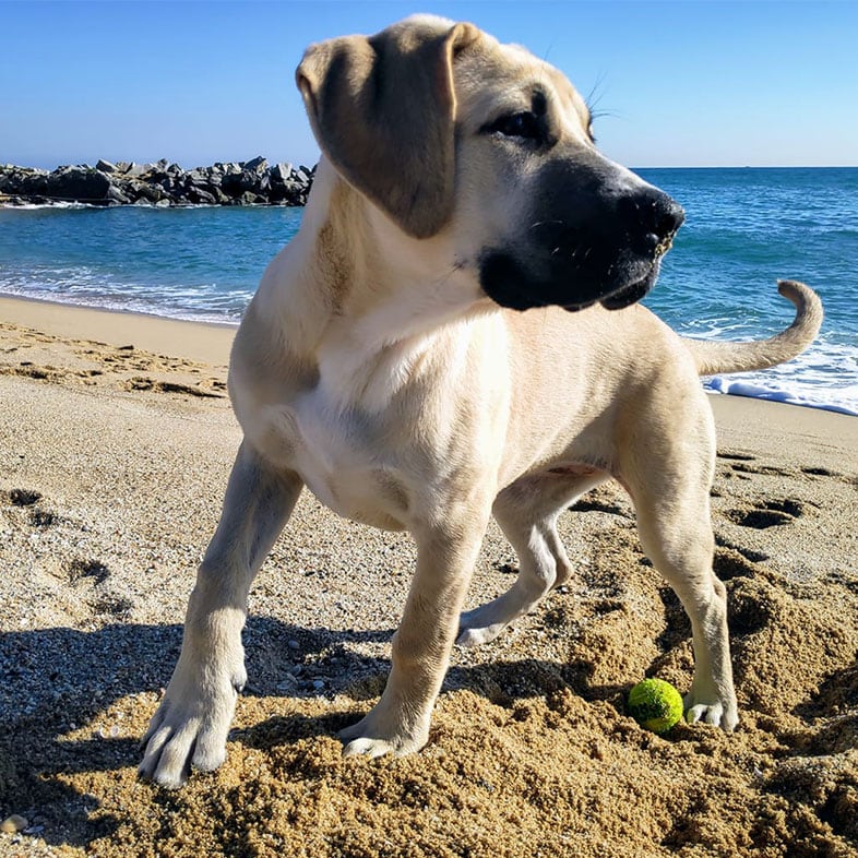 Dog at the Beach in the Sand | Taste of the Wild