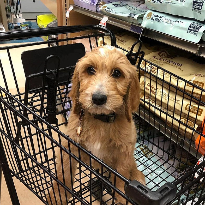 Goldendoodle Dog in a Shopping Cart by Dog Food Bags | Taste of the Wild