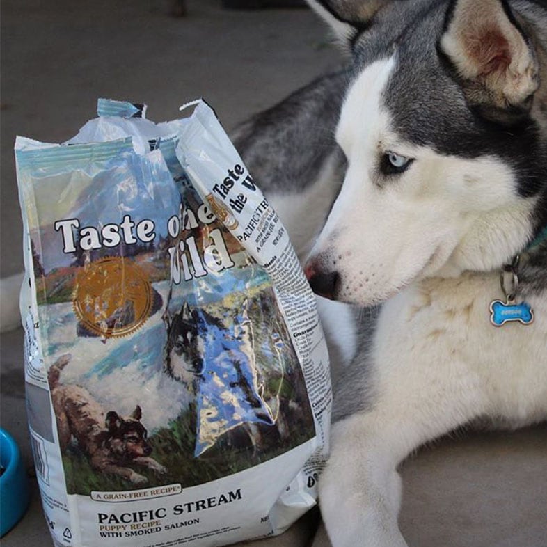 Husky Dog Looking at Taste of the Wild Dog Food Bag | Taste of the Wild