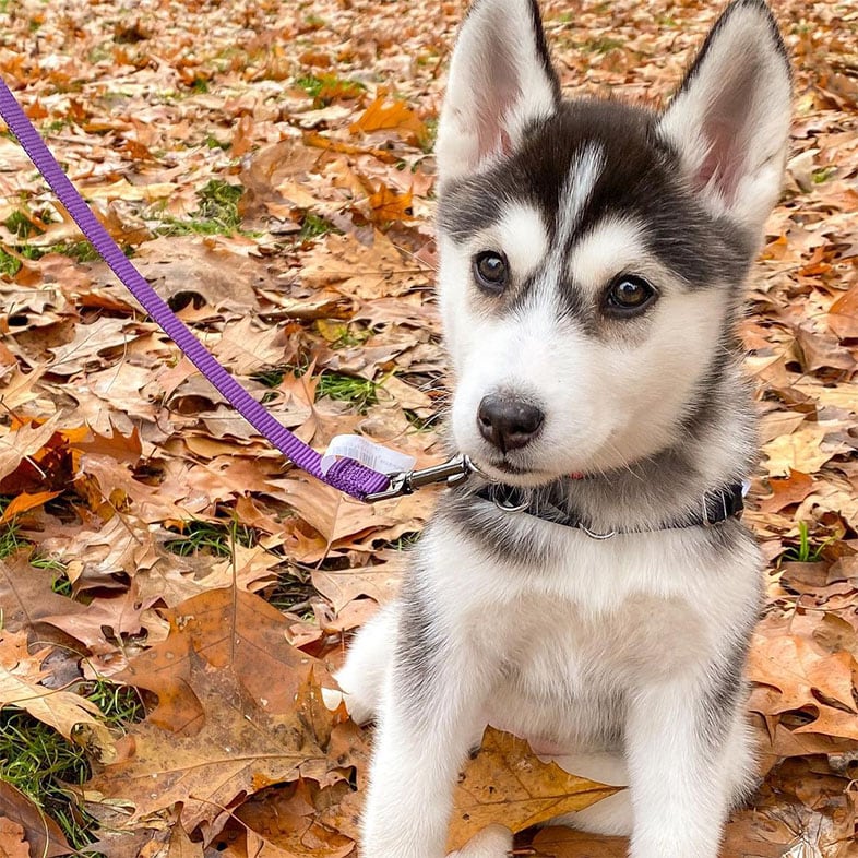 Husky Puppy Dog Sitting in Leaves | Taste of the Wild