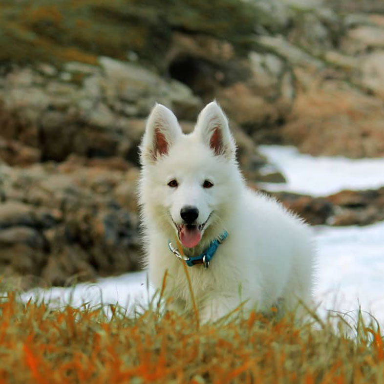 White Dog Running Uphill | Taste of the Wild