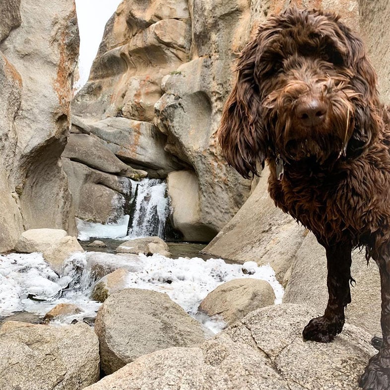 Chocolate Australian Labradoodle Dog Standing by Waterfall | Taste of the Wild