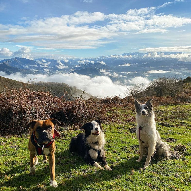 Three Dogs Sitting in Grass on Top of a Mountain | Taste of the Wild