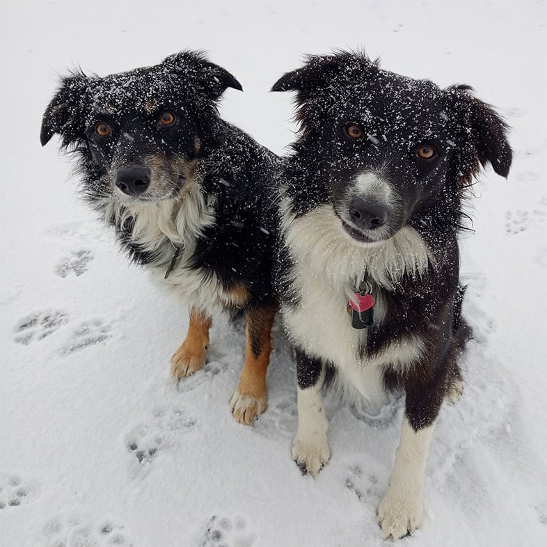 Two Dogs Sitting in Snow | Taste of the Wild