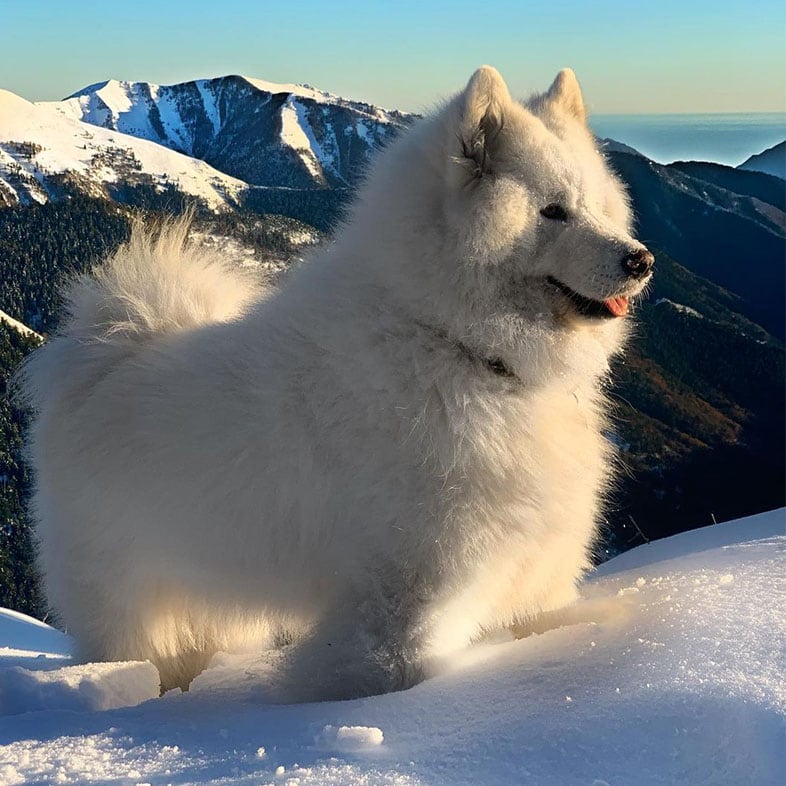 White Samoyed Dog at the Top of a Snowy Mountain | Taste of the Wild