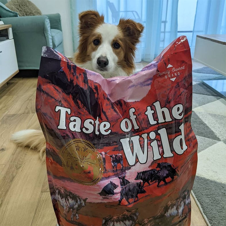 Dog Sitting Behind Taste of the Wild Food Bag | Taste of the Wild