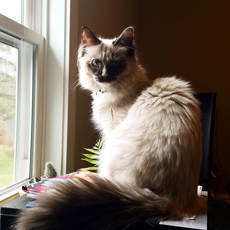 Cat Sitting on a Desk by a Window | Taste of the Wild