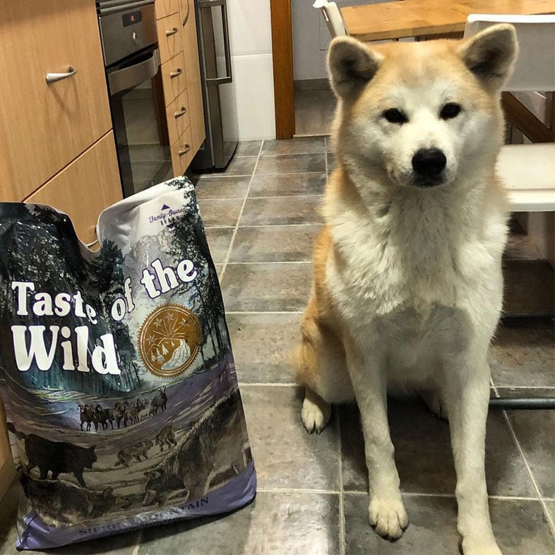 Dog Sitting Next to Taste of the Wild Food Bag | Taste of the Wild