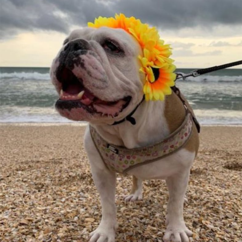 English Bulldog at the Beach Wearing Flower Headdress | Taste of the Wild