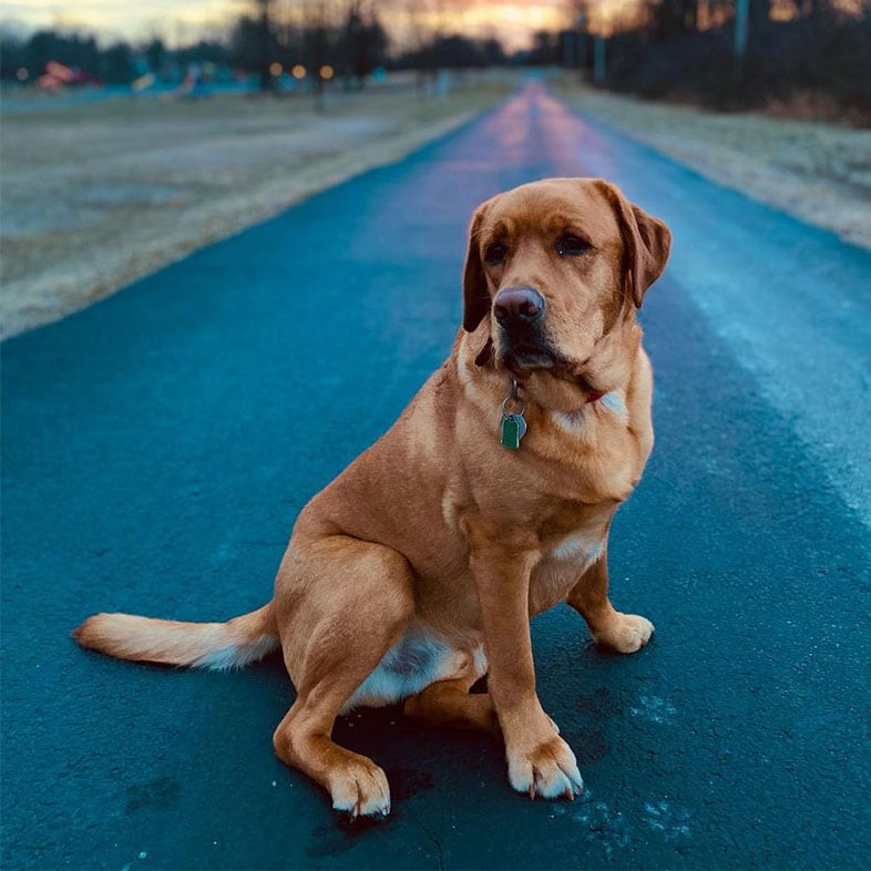 Golden Retriever Dog Sitting on Road in Front of Sunset | Taste of the Wild