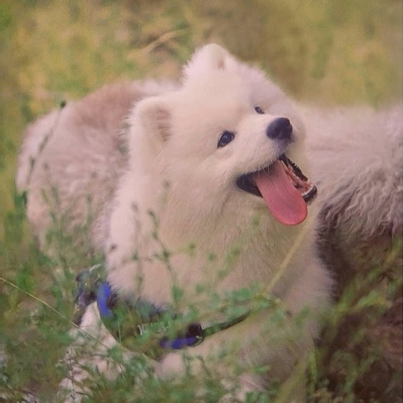 White Samoyed Dog Sticking Tongue Out | Taste of the Wild