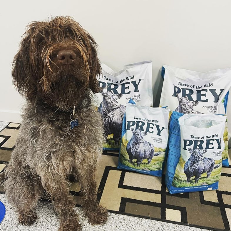 Wirehaired Pointing Gr Sitting Next to Four Taste of the Wild PREY Food Bags | Taste of the Wild