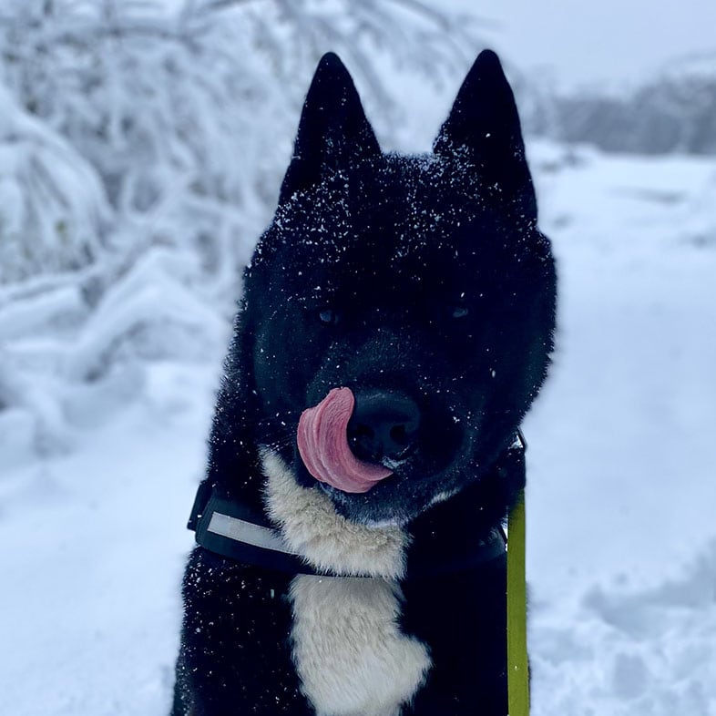 American Akita Dog in the Snow with Tongue Out | Taste of the Wild