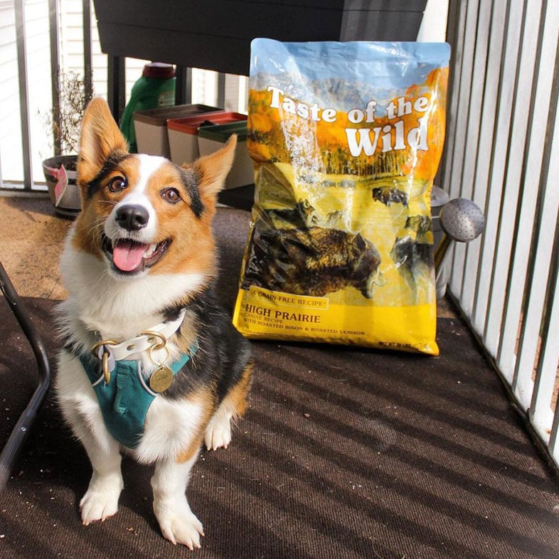 Corgi Dog Sitting Next to Taste of the Wild Food Bag | Taste of the Wild
