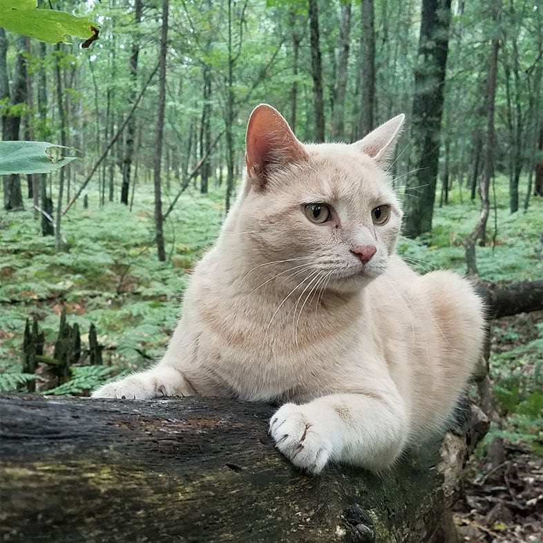 Shorthair Cat Lying on Tree | Taste of the Wild