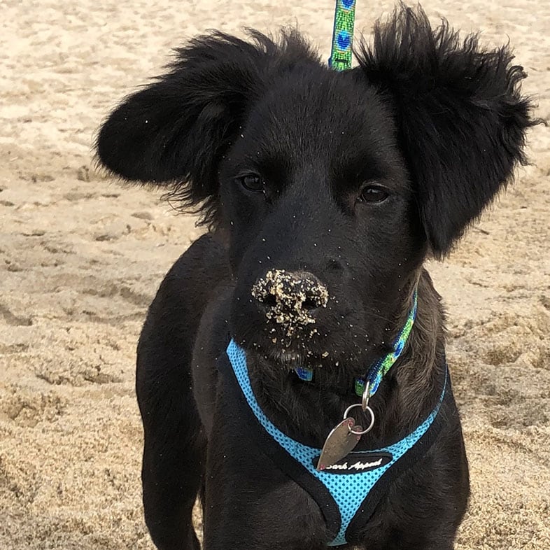 Mixed Breed Black Dog with Sand on Nose | Taste of the Wild