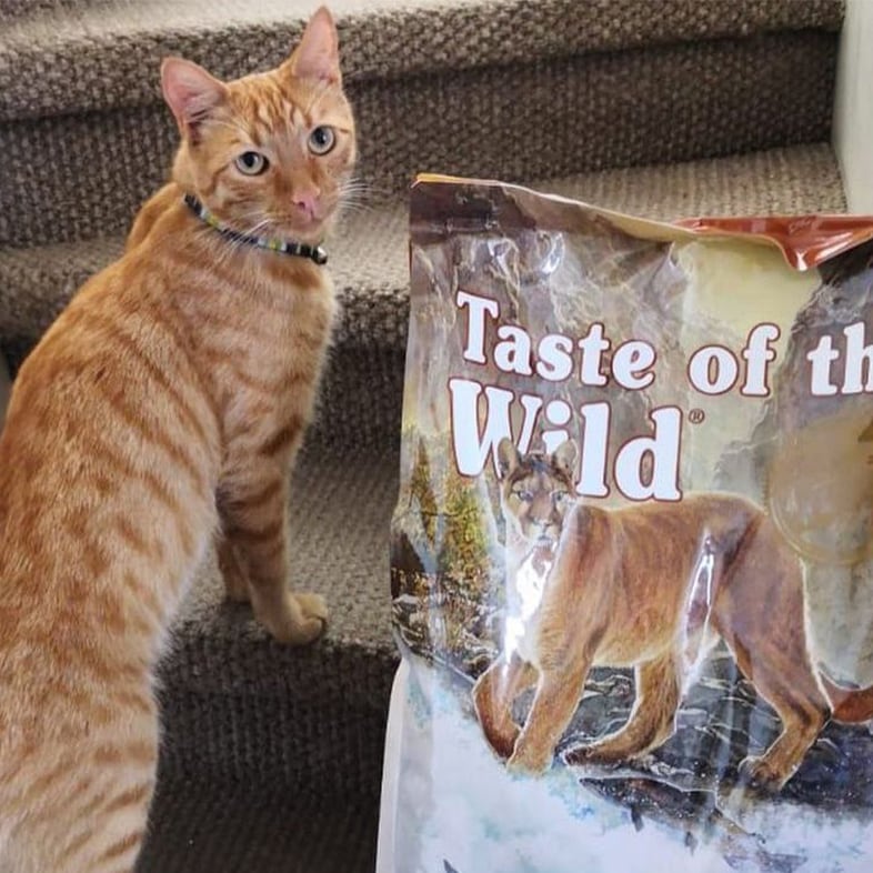 Orange Tabby Cat Looking Back Next to Food Bag | Taste of the Wild