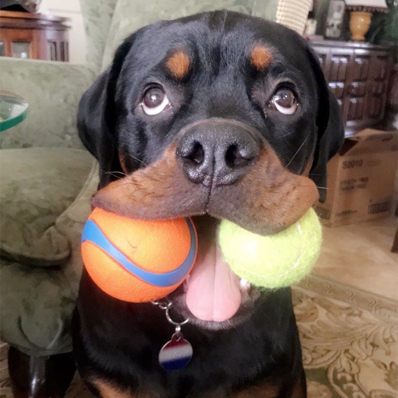 Rottweiler Dog with Two Toys in Mouth | Taste of the Wild