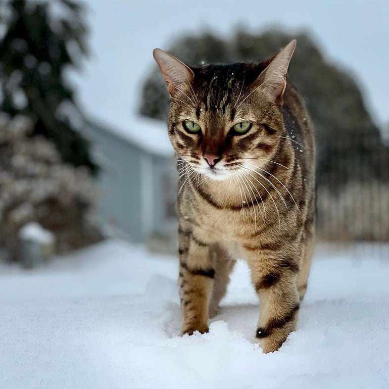 Savannah Cat Standing on the Snow | Taste of the Wild