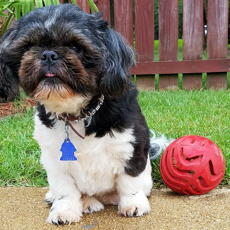 Shih Tzu Dog Sitting Next to Red Ball Toy | Taste of the Wild