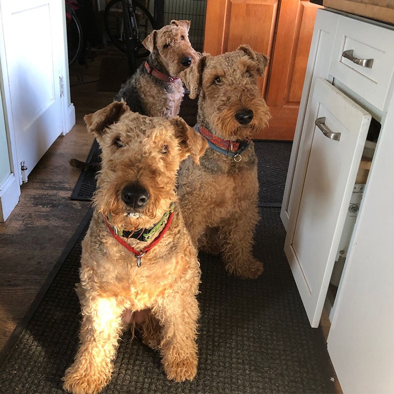 Three Airedale Terrier Dogs Lined Up | Taste of the Wild