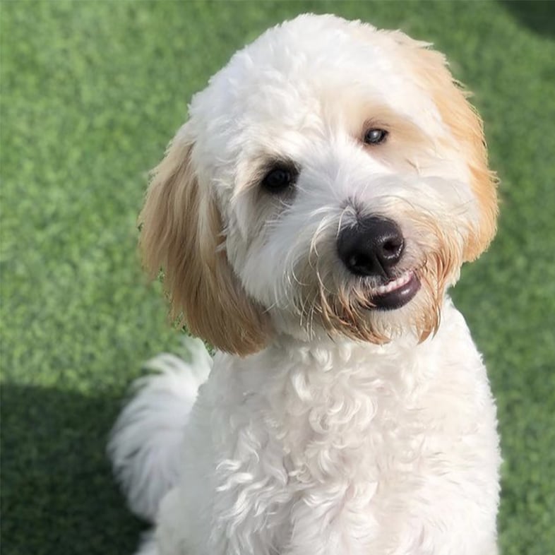 White Labradoodle Sitting and Smiling | Taste of the Wild