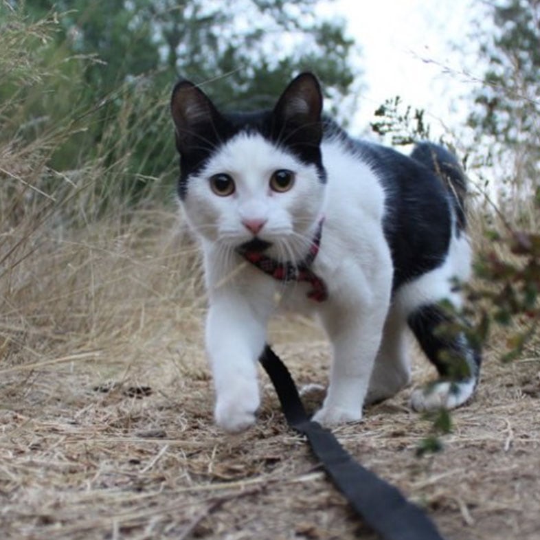 Cat Walking Outdoors with Leash On | Taste of the Wild