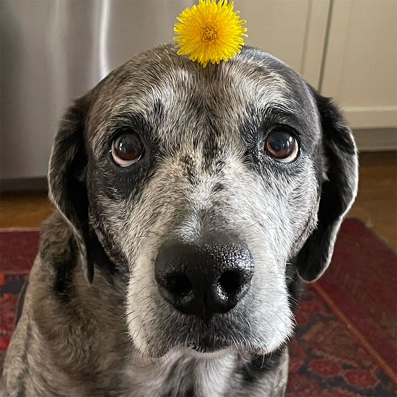 Catahoula Dog with Flower on Head | Taste of the Wild